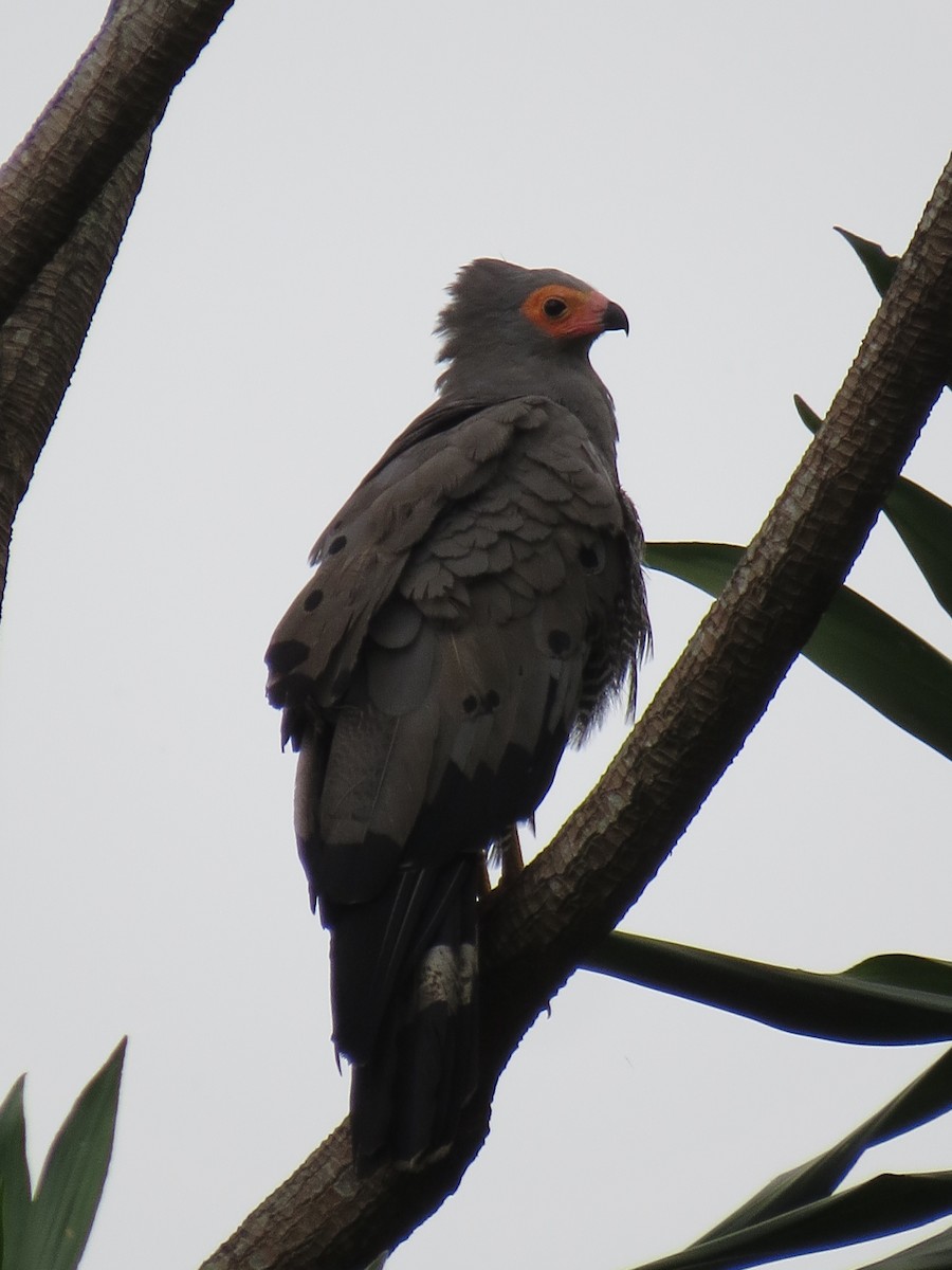 African Harrier-Hawk - Oliver Burton