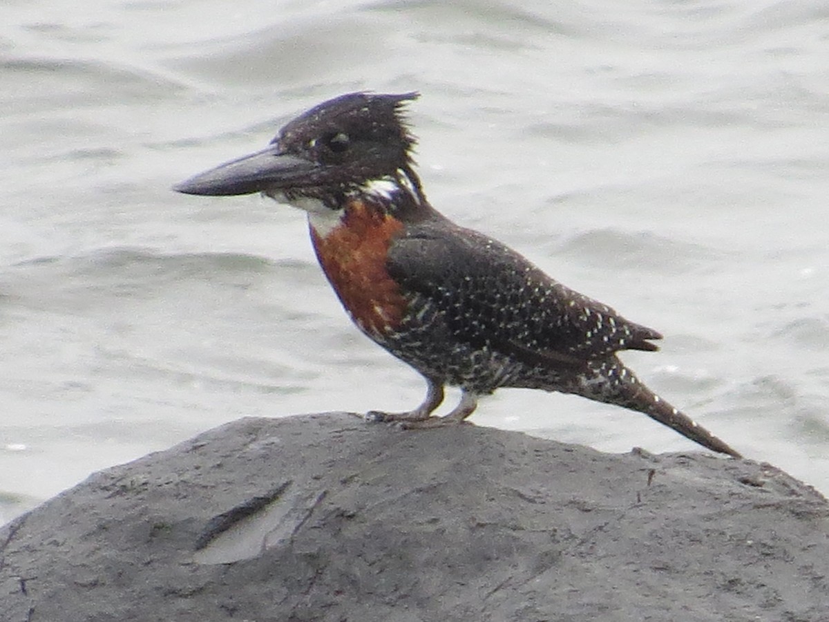 Giant Kingfisher - ML34100431