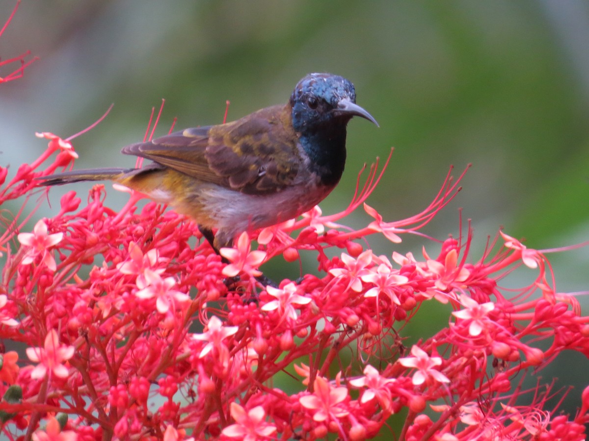 Reichenbach's Sunbird - ML34100501