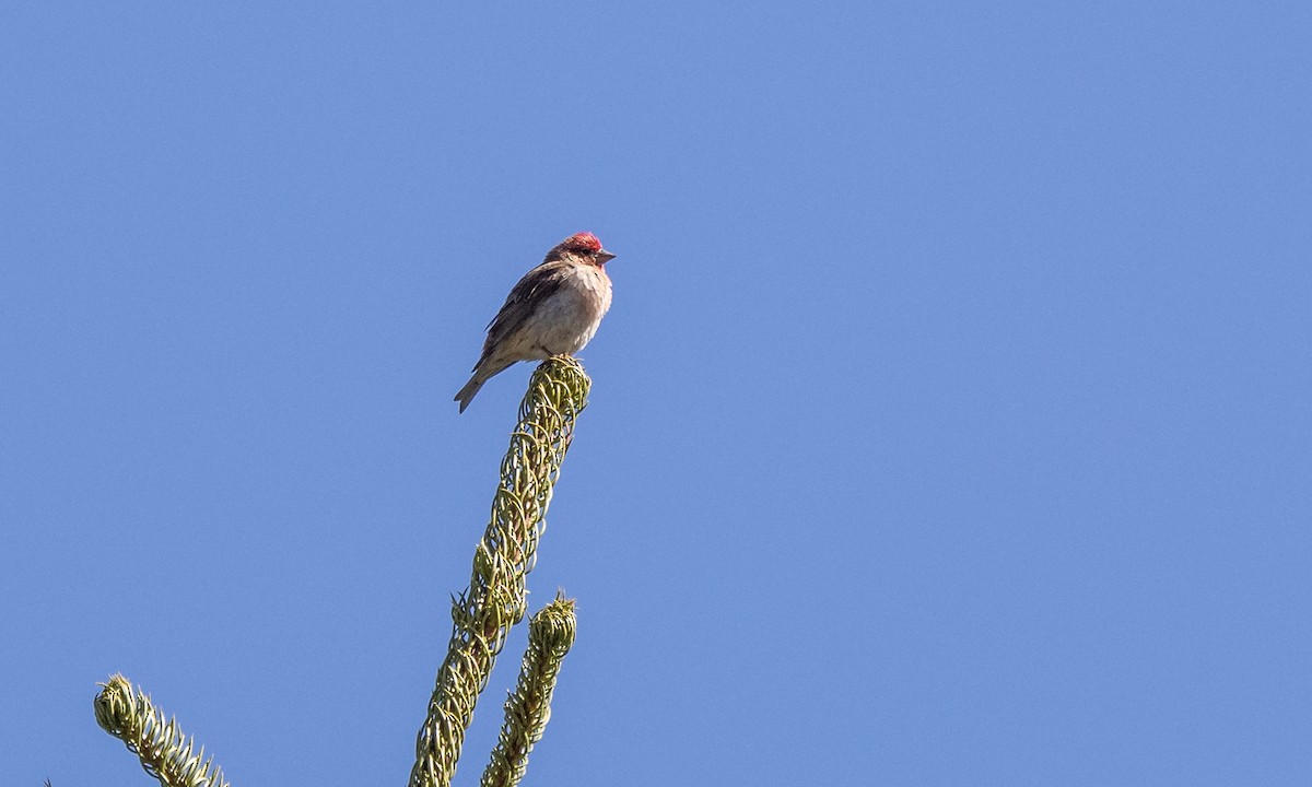 ズアカマシコ - ML341008171