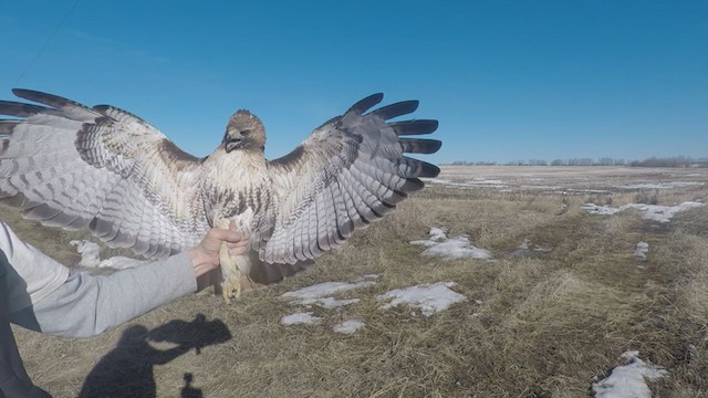 Red-tailed Hawk (calurus/abieticola) - ML341008451