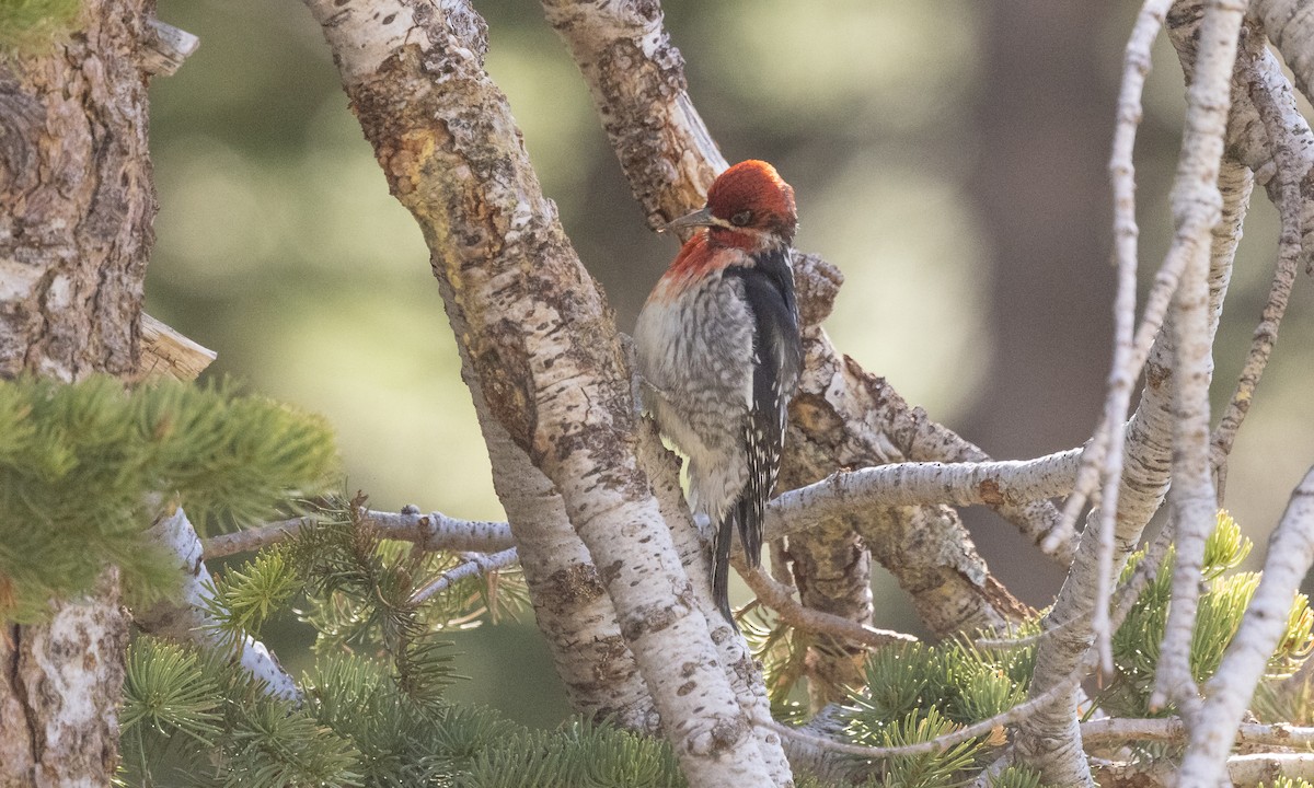 Red-breasted Sapsucker - ML341009411