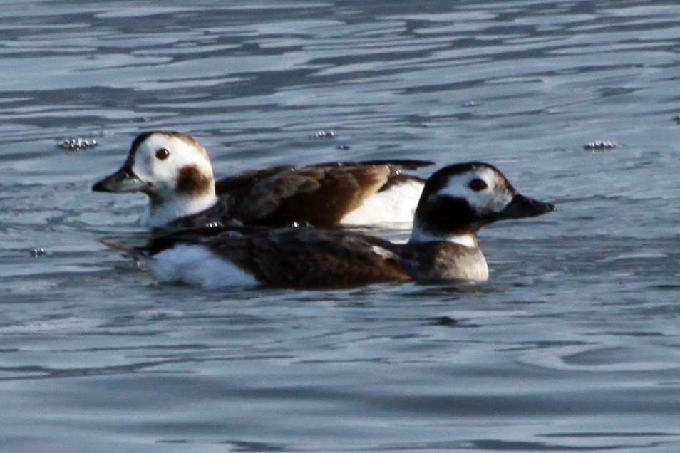 Long-tailed Duck - ML34100981