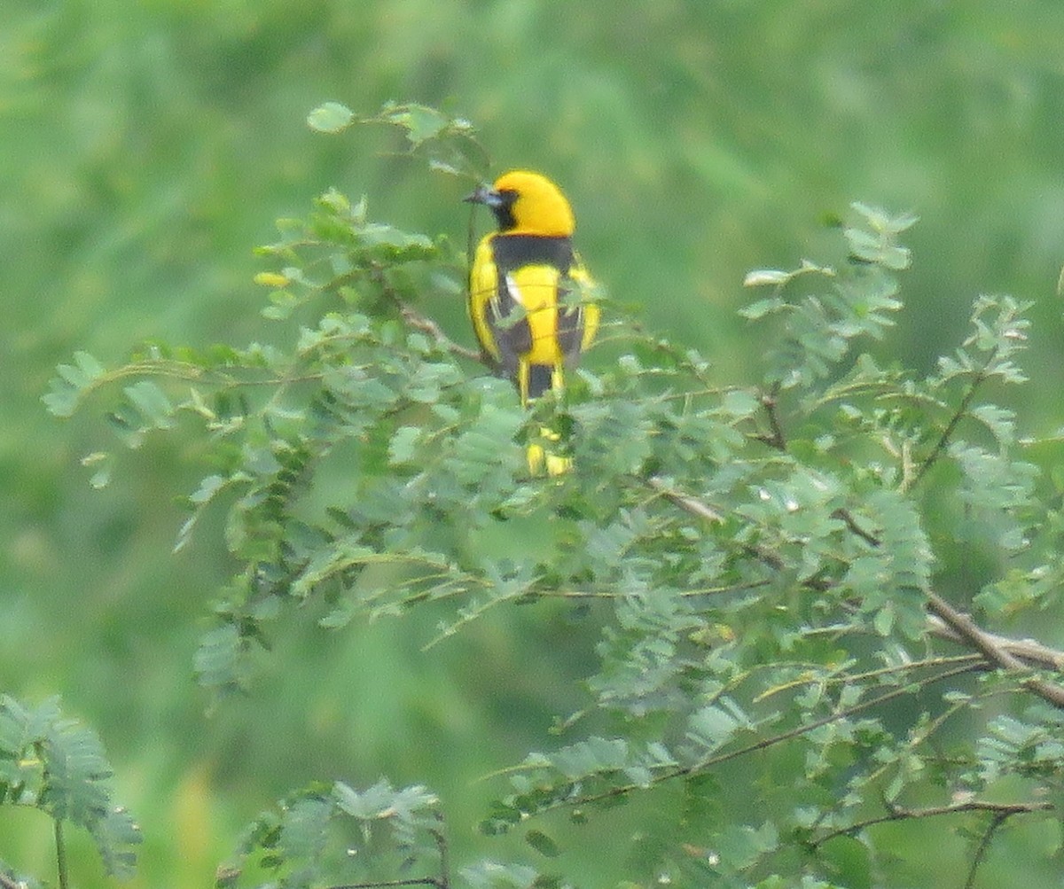 Yellow-tailed Oriole - ML341009811