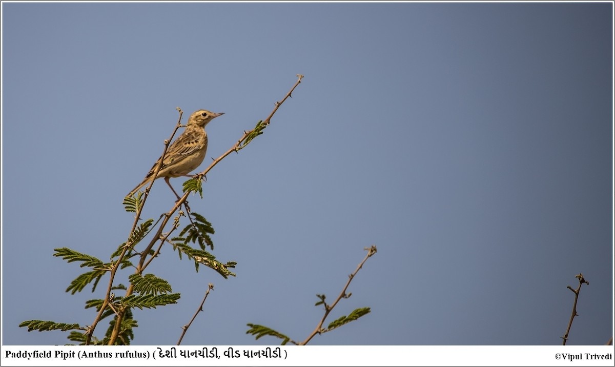 Paddyfield Pipit - ML341010671