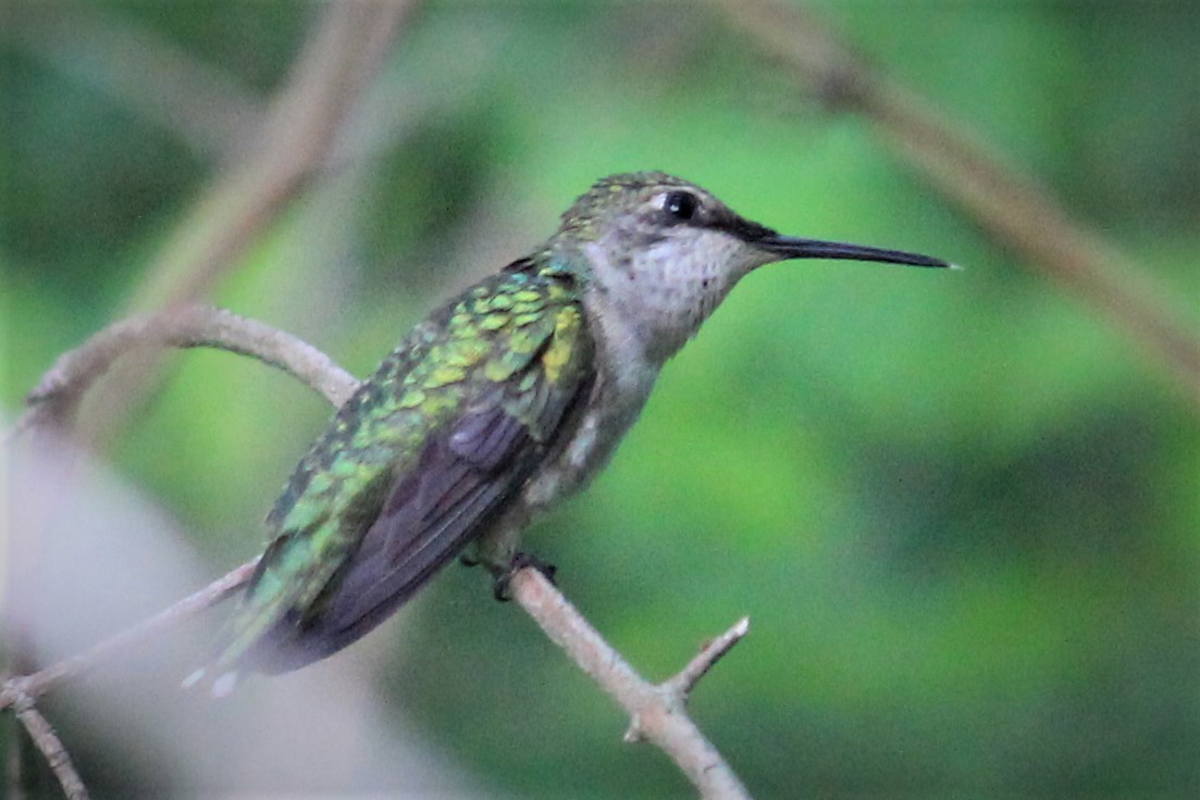 Ruby-throated Hummingbird - ML341011441
