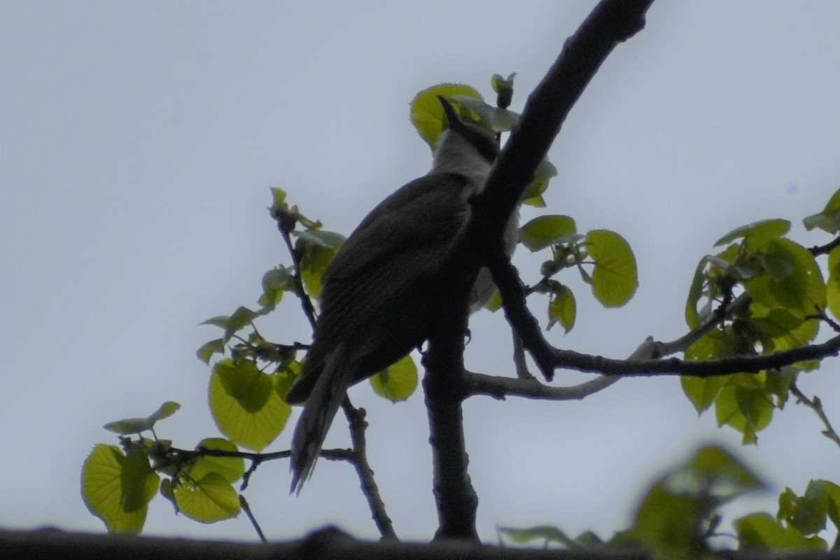 Black-billed Cuckoo - ML341013691
