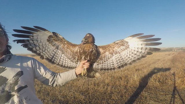 Red-tailed Hawk (calurus/abieticola) - ML341013921