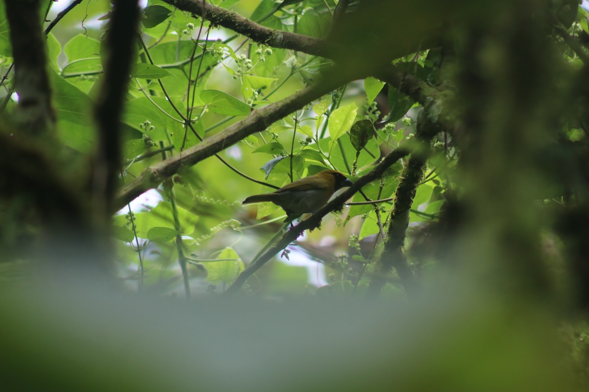 Black-faced Grosbeak - ML341014131