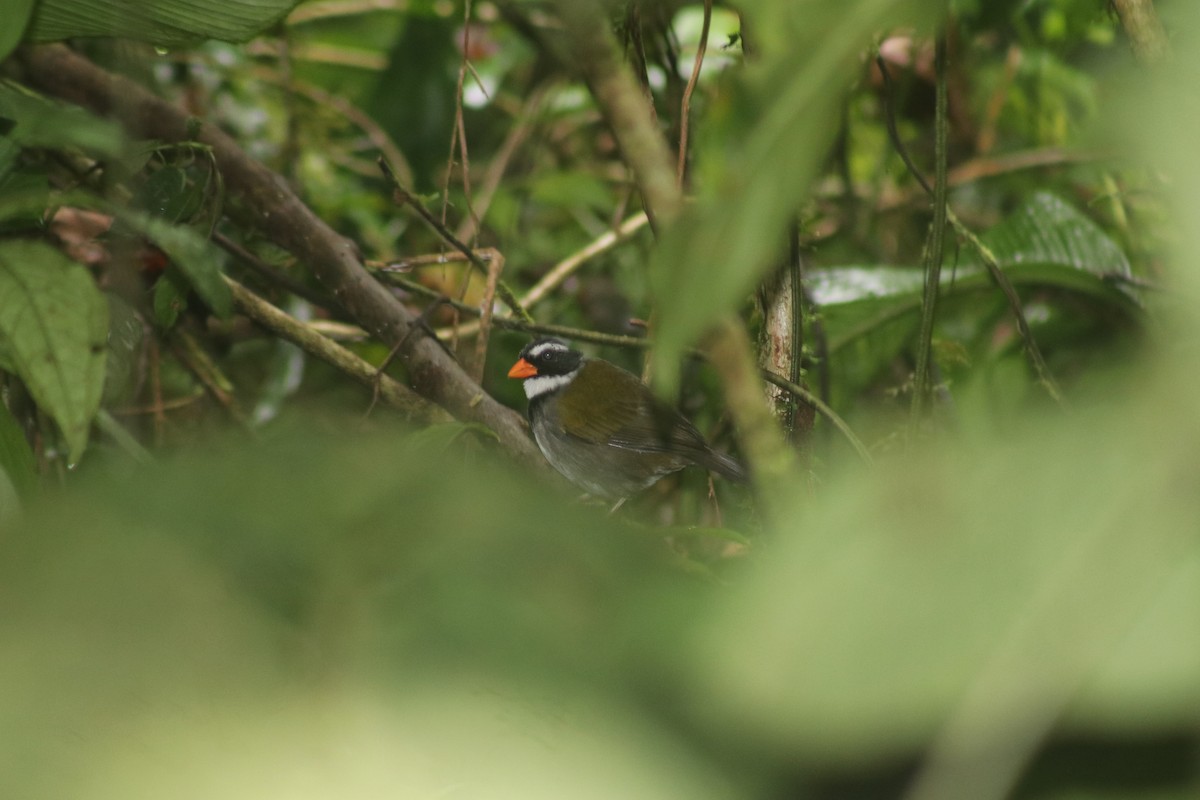 Orange-billed Sparrow - ML341014201