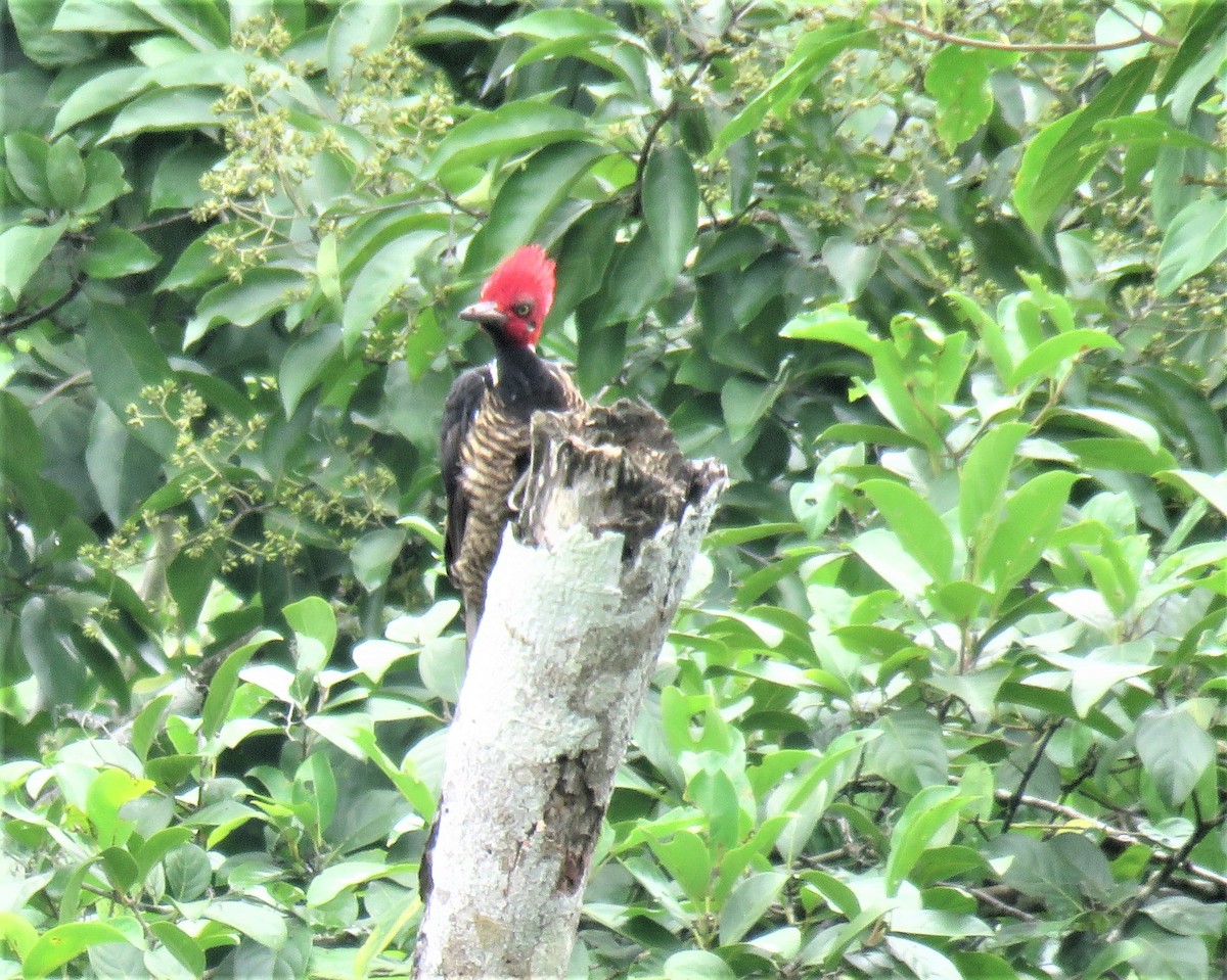 Guayaquil Woodpecker - ML341014461