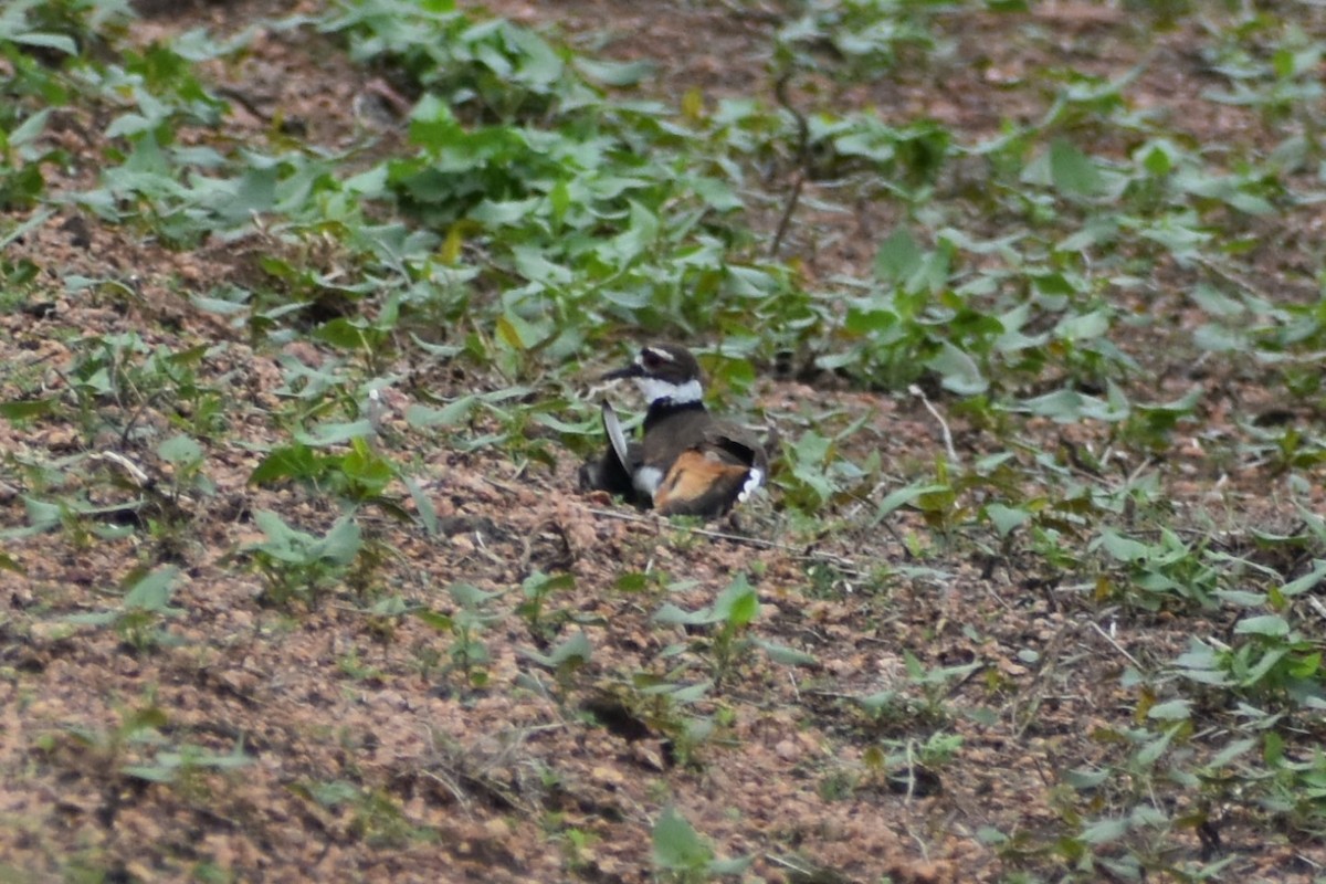 Killdeer - Eric Konkol