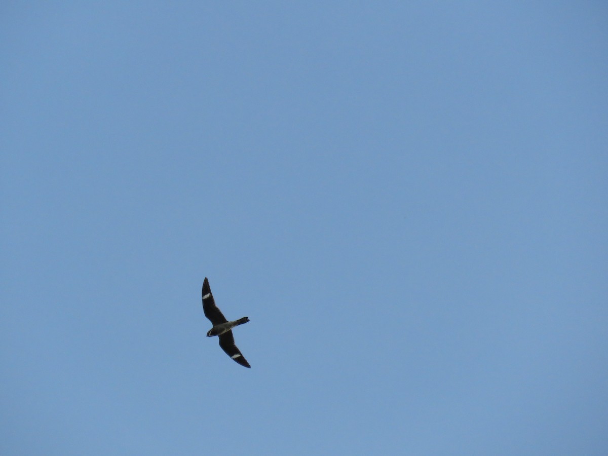 Common Nighthawk - ML341018061