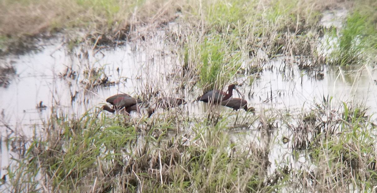 White-faced Ibis - ML341018361