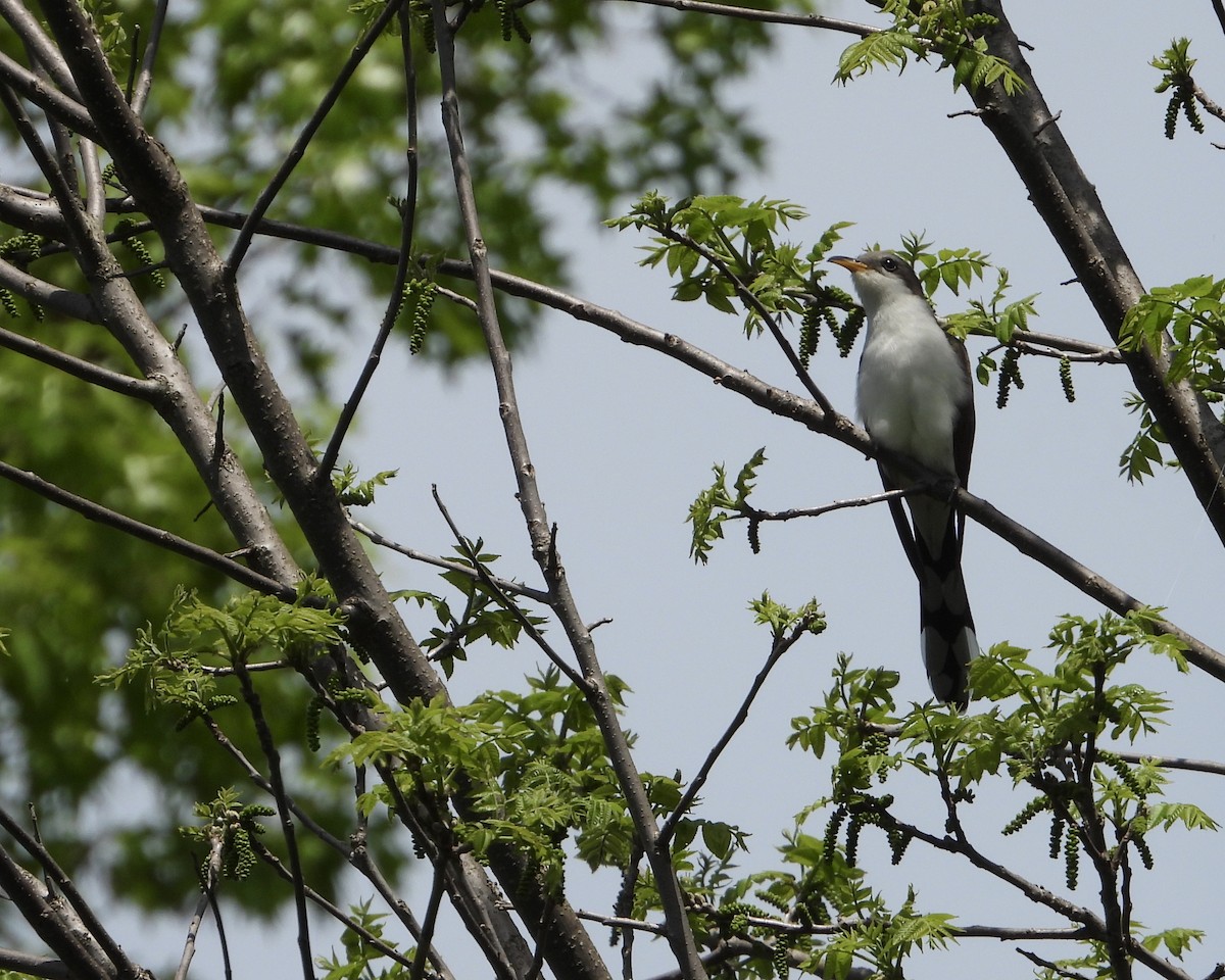 Yellow-billed Cuckoo - Kisa Weeman