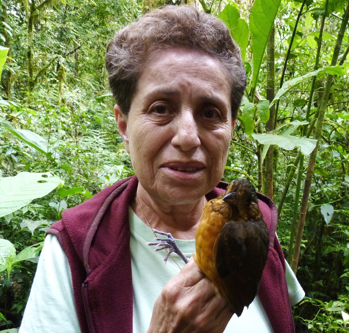 Scaled Antpitta - Georges Duriaux