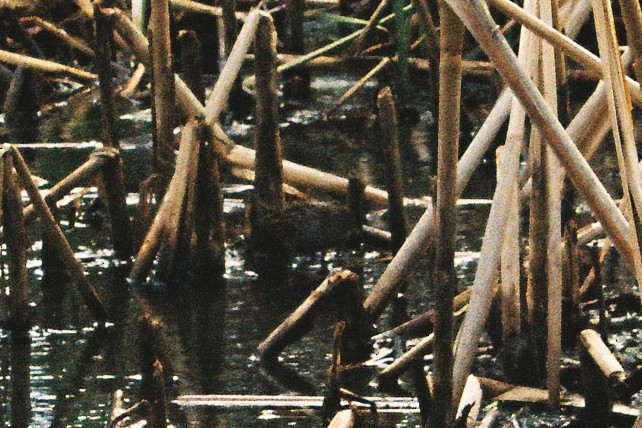 Baillon's Crake - ML341018971