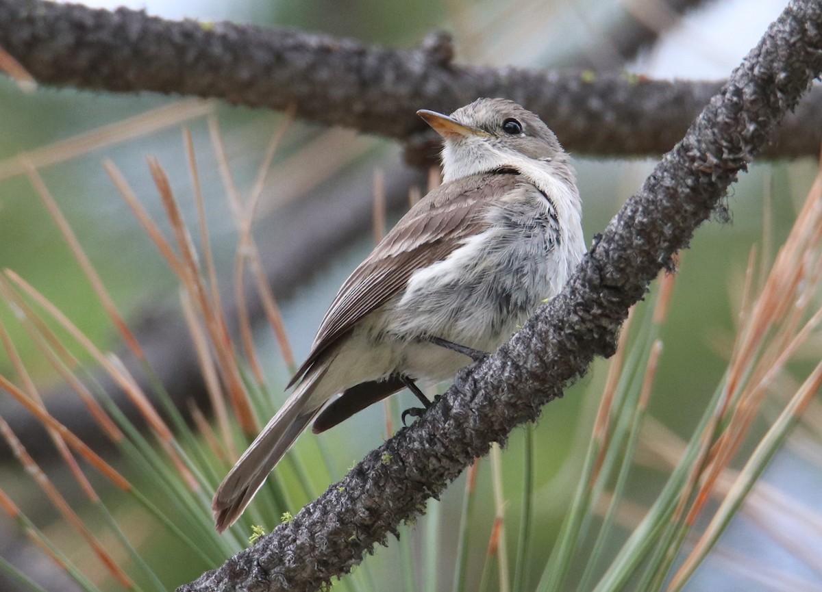 Gray Flycatcher - ML341021981