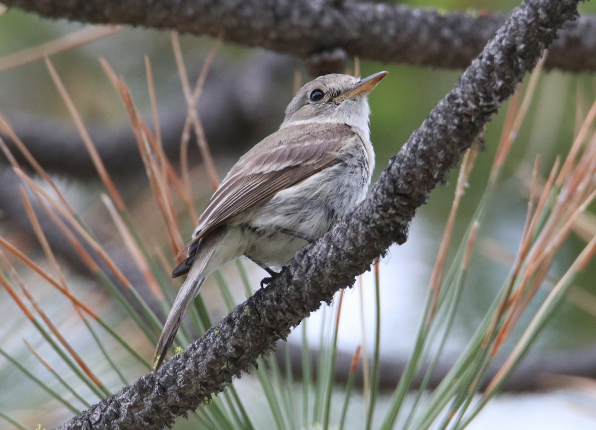 Gray Flycatcher - ML341022011