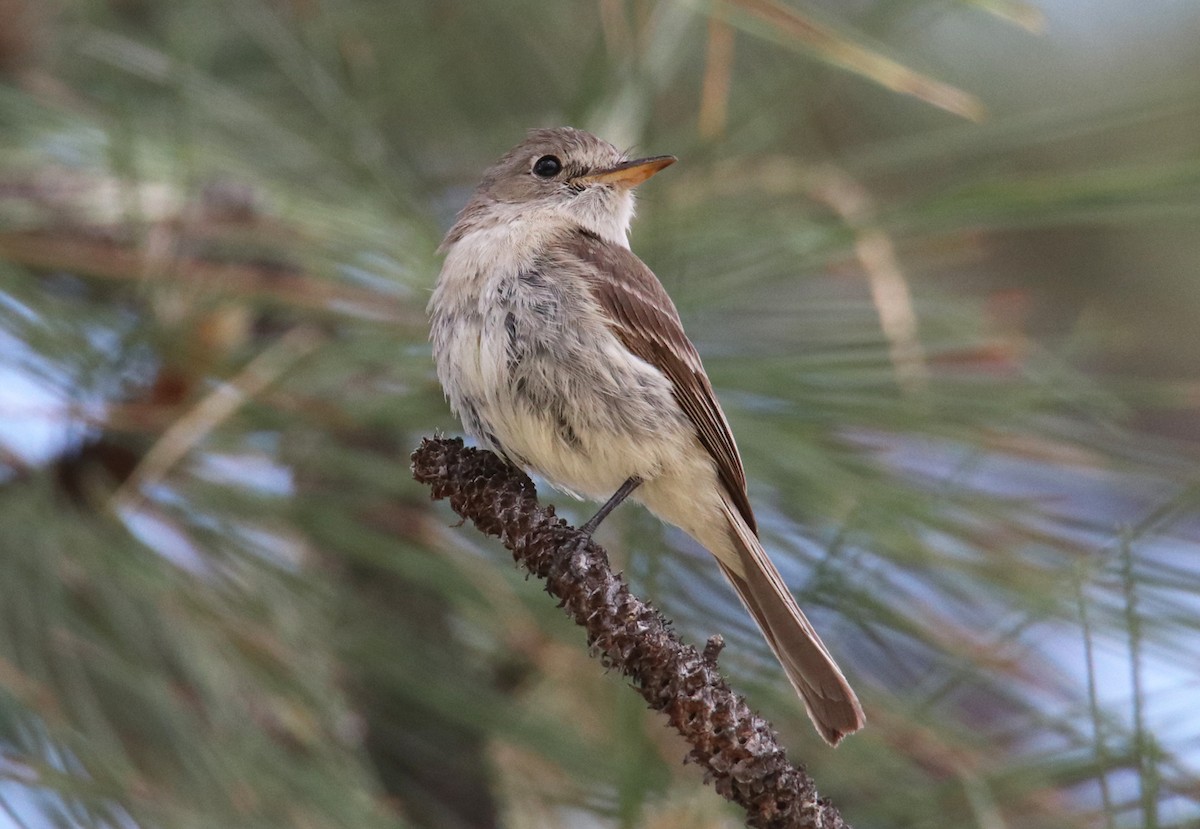 Gray Flycatcher - Chris Charlesworth