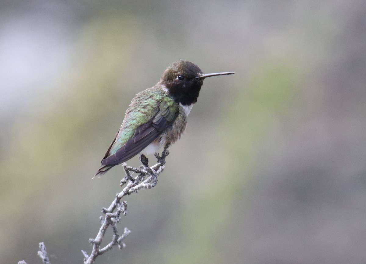 Colibrí Gorjinegro - ML341022161