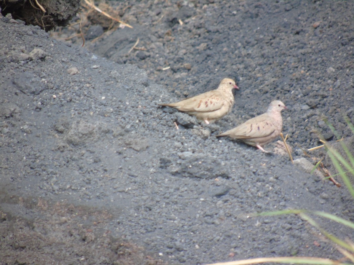 Common Ground Dove - ML341024171