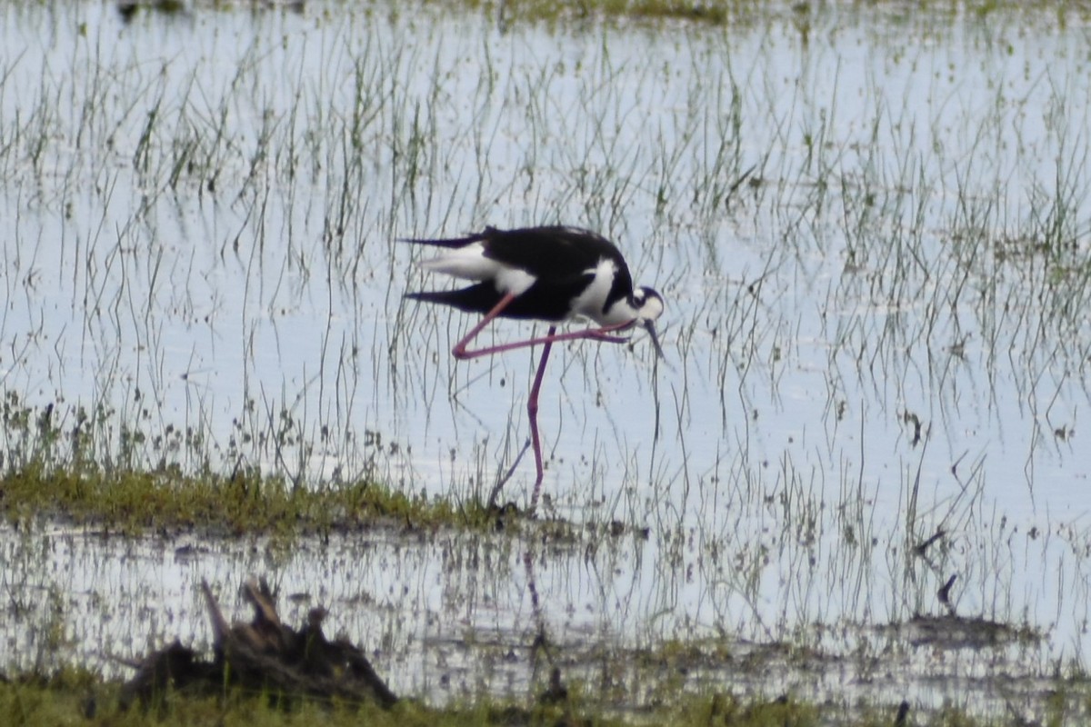 Black-necked Stilt - Eric Konkol