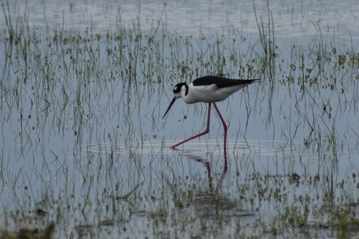 Black-necked Stilt - Eric Konkol