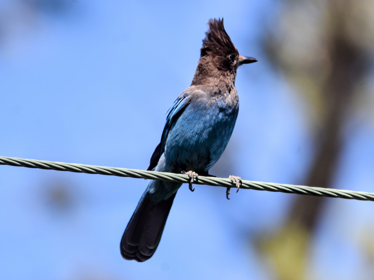 Steller's Jay - ML341026761