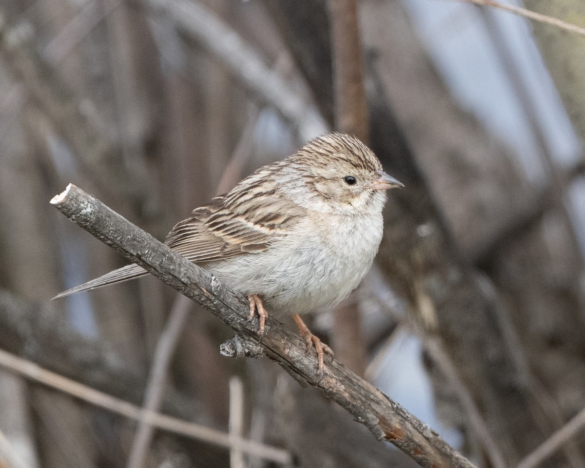 Brewer's Sparrow - ML341027911