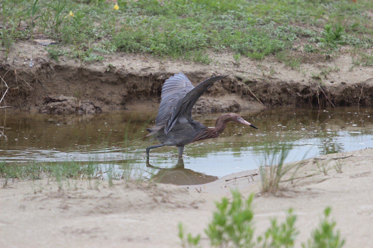 Reddish Egret - ML341028701