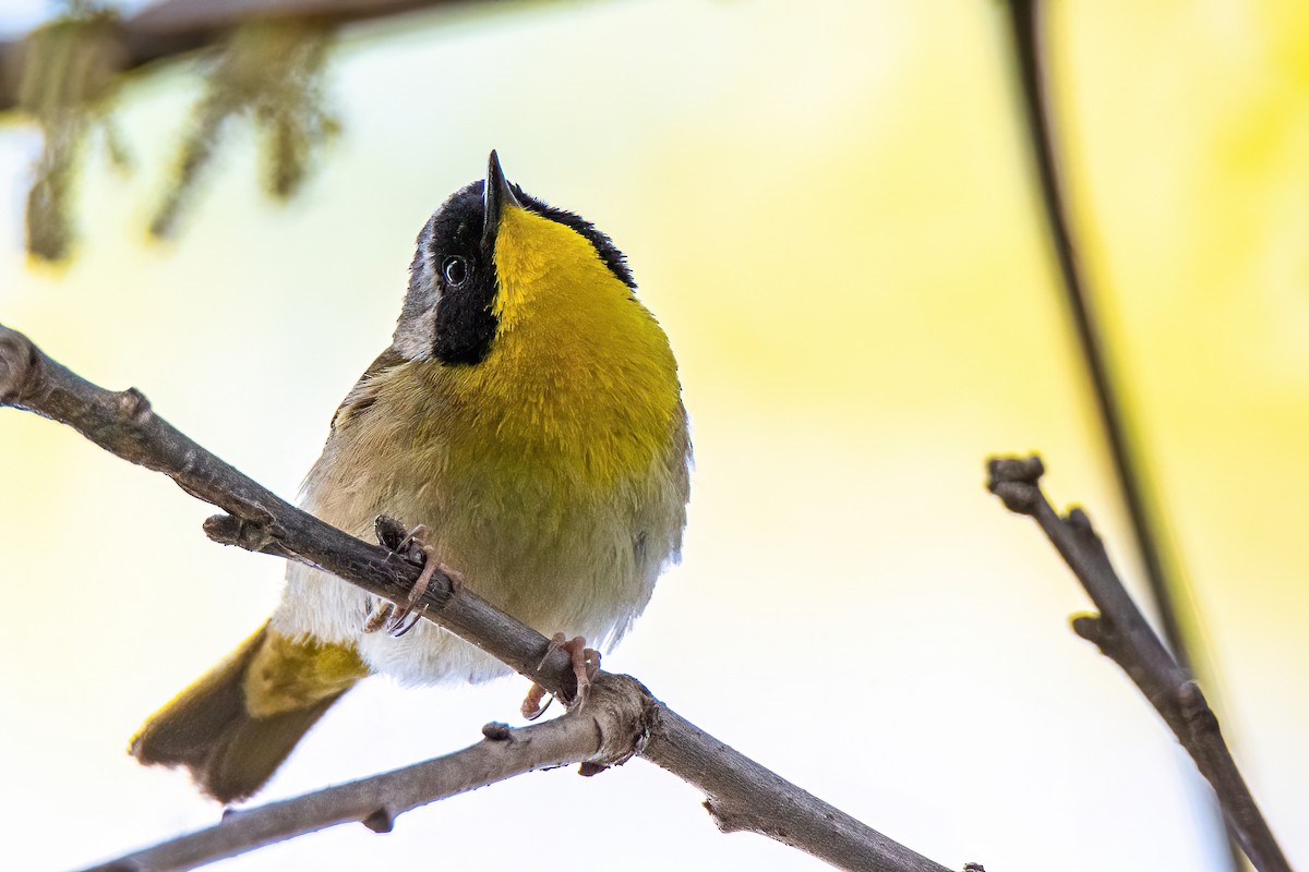 Common Yellowthroat - ML341029501