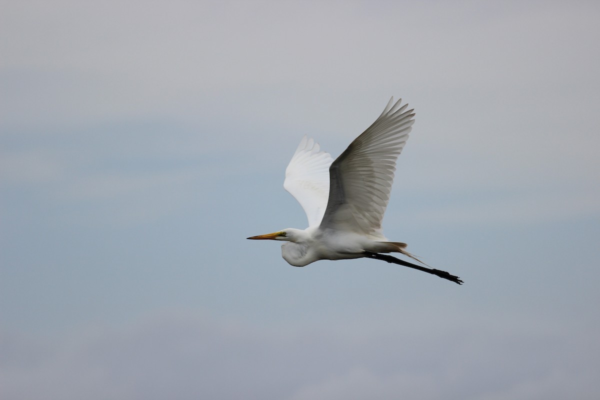 Great Egret - ML341030401