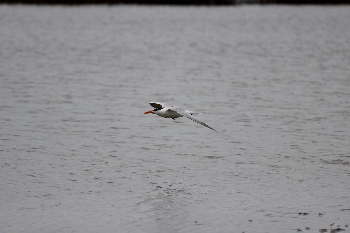 Royal Tern - ML341030551