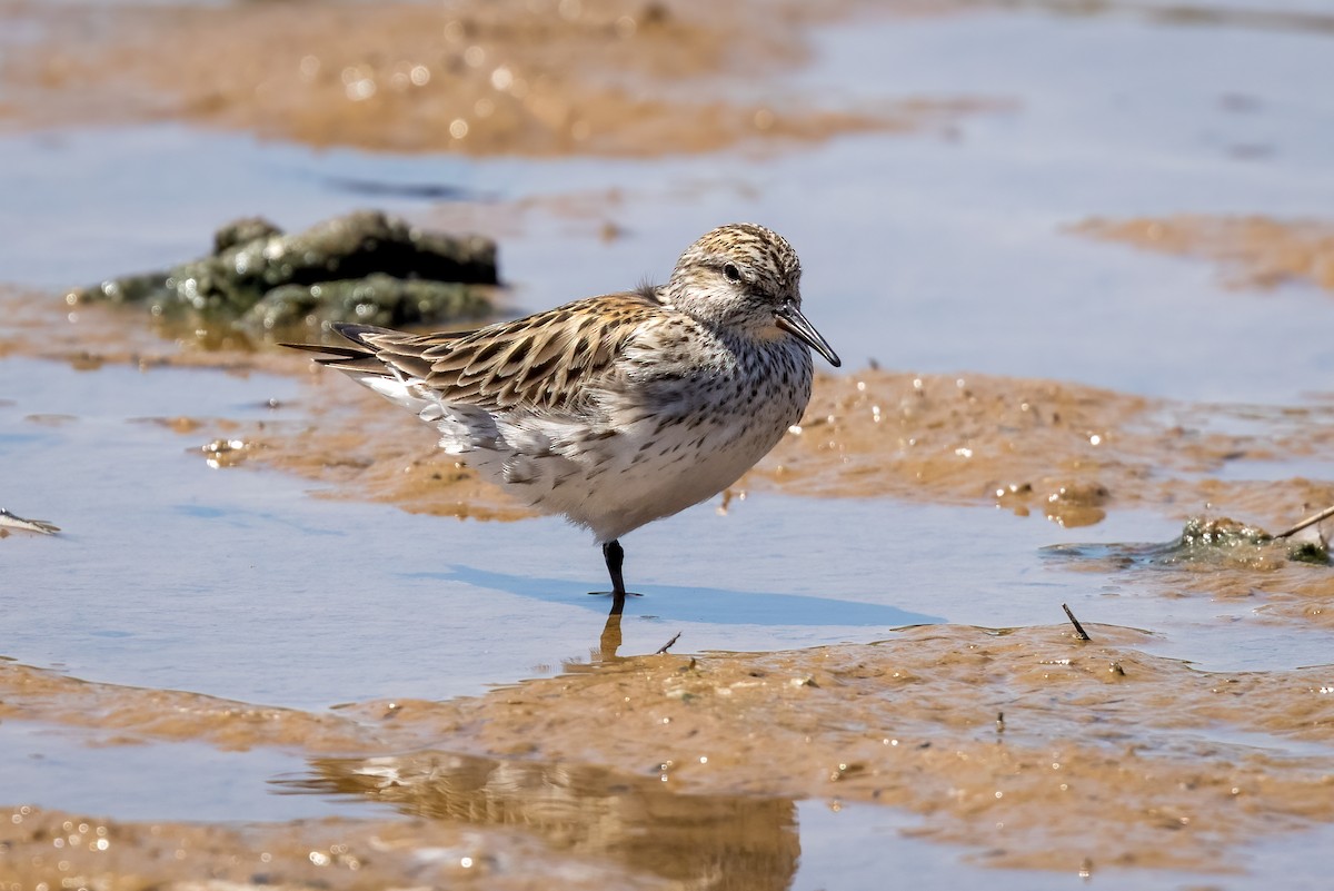 White-rumped Sandpiper - ML341030871