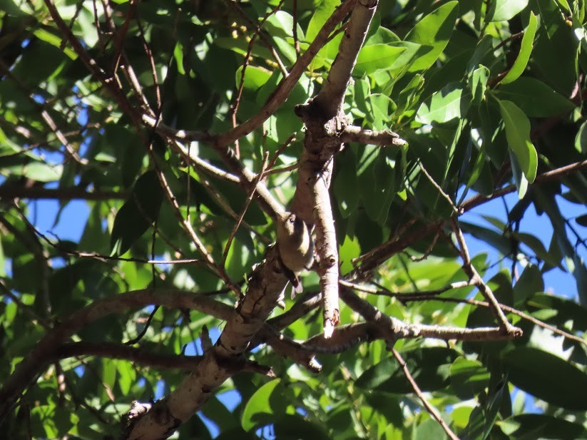 Ruby-crowned Kinglet - ML341033341