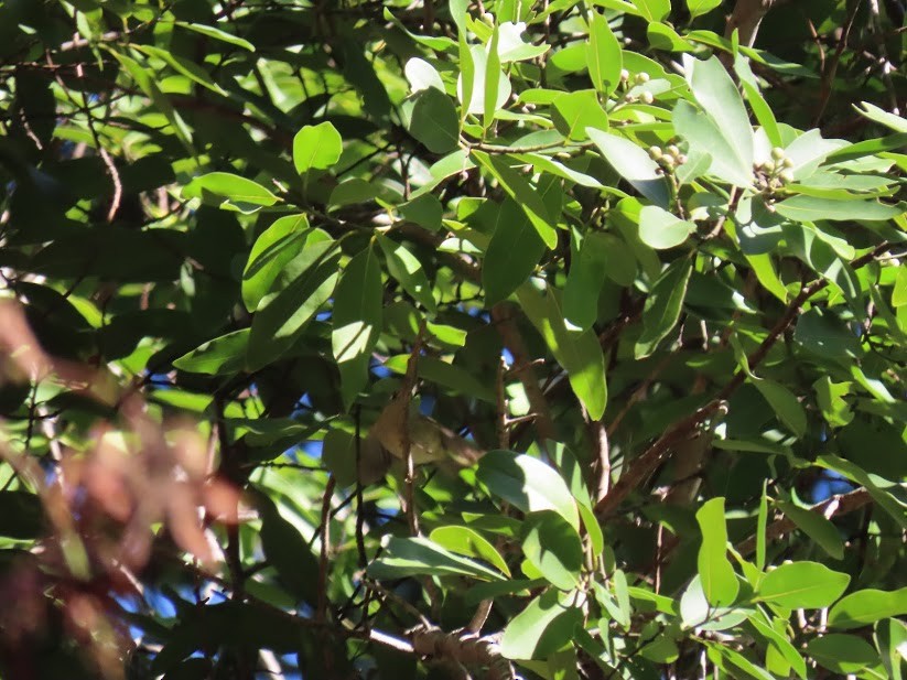 Ruby-crowned Kinglet - ML341033351