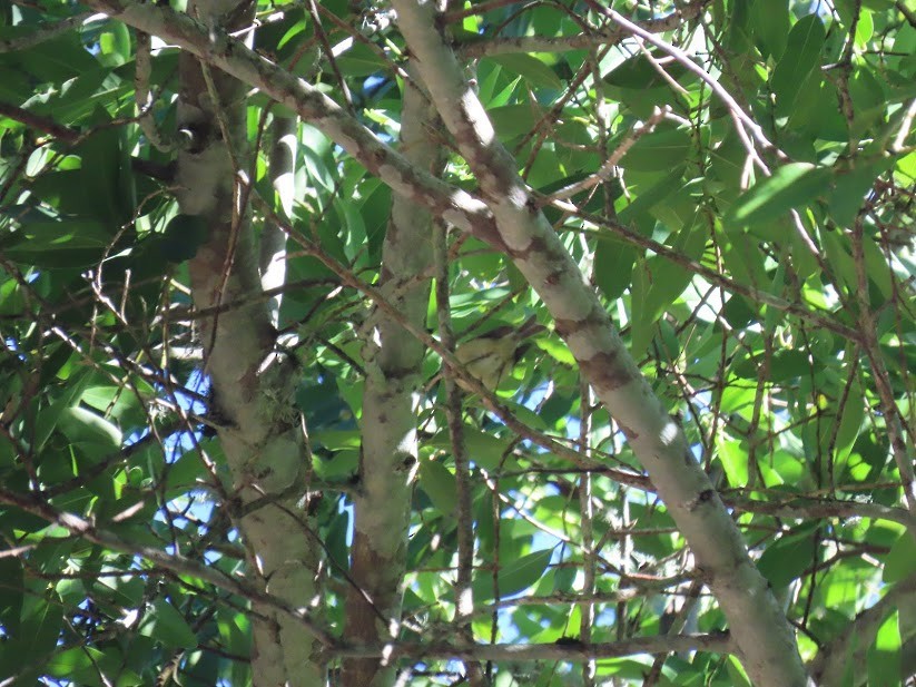Ruby-crowned Kinglet - ML341033361