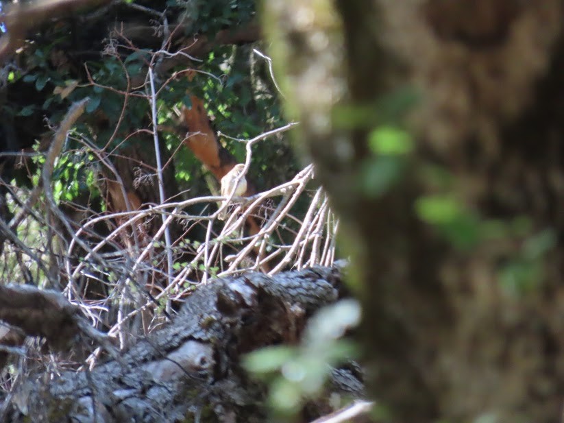 White-crowned Sparrow - ML341033401