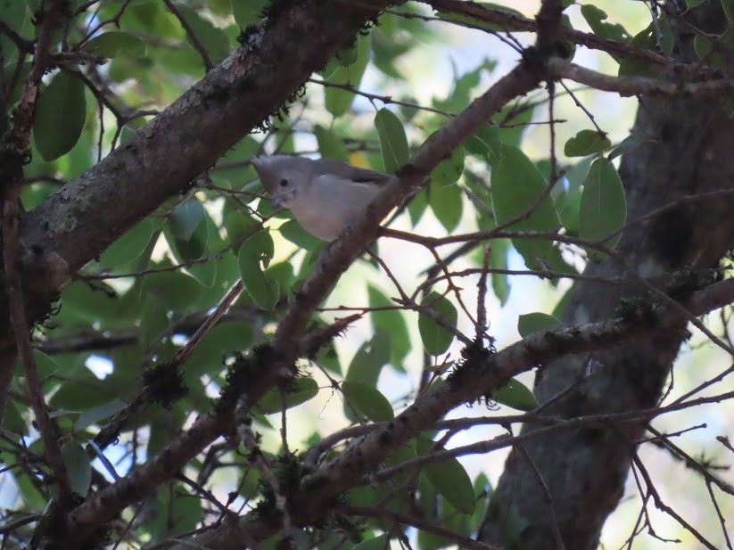 Oak Titmouse - ML341033491