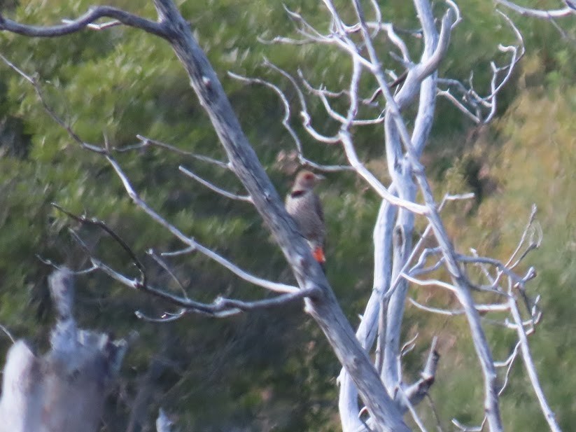 Northern Flicker (Red-shafted) - ML341033531
