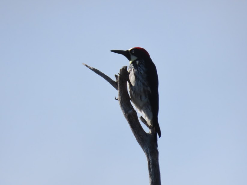 Acorn Woodpecker - ML341033641