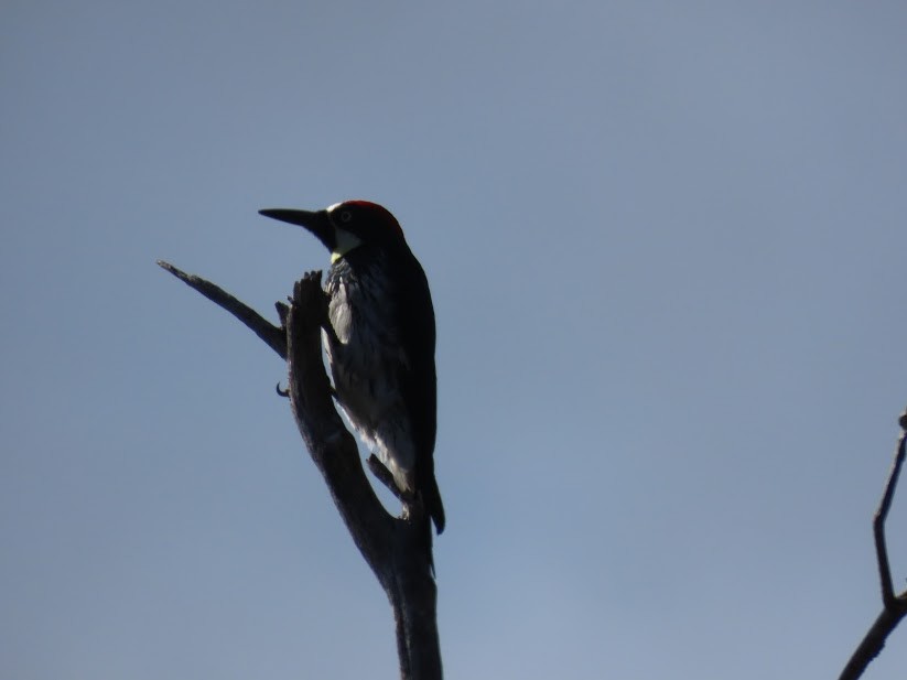 Acorn Woodpecker - ML341033651
