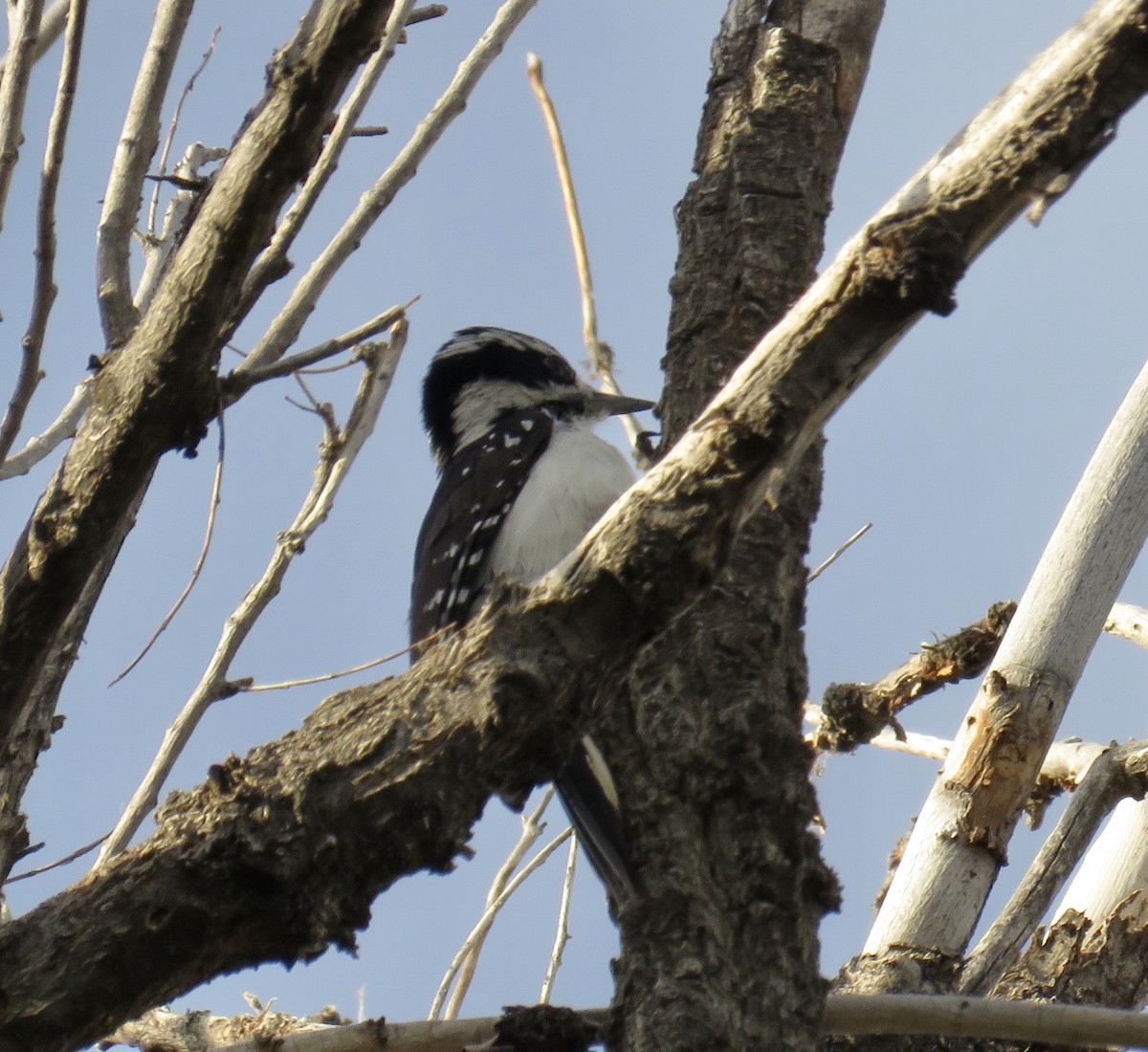 Hairy Woodpecker - ML341034721