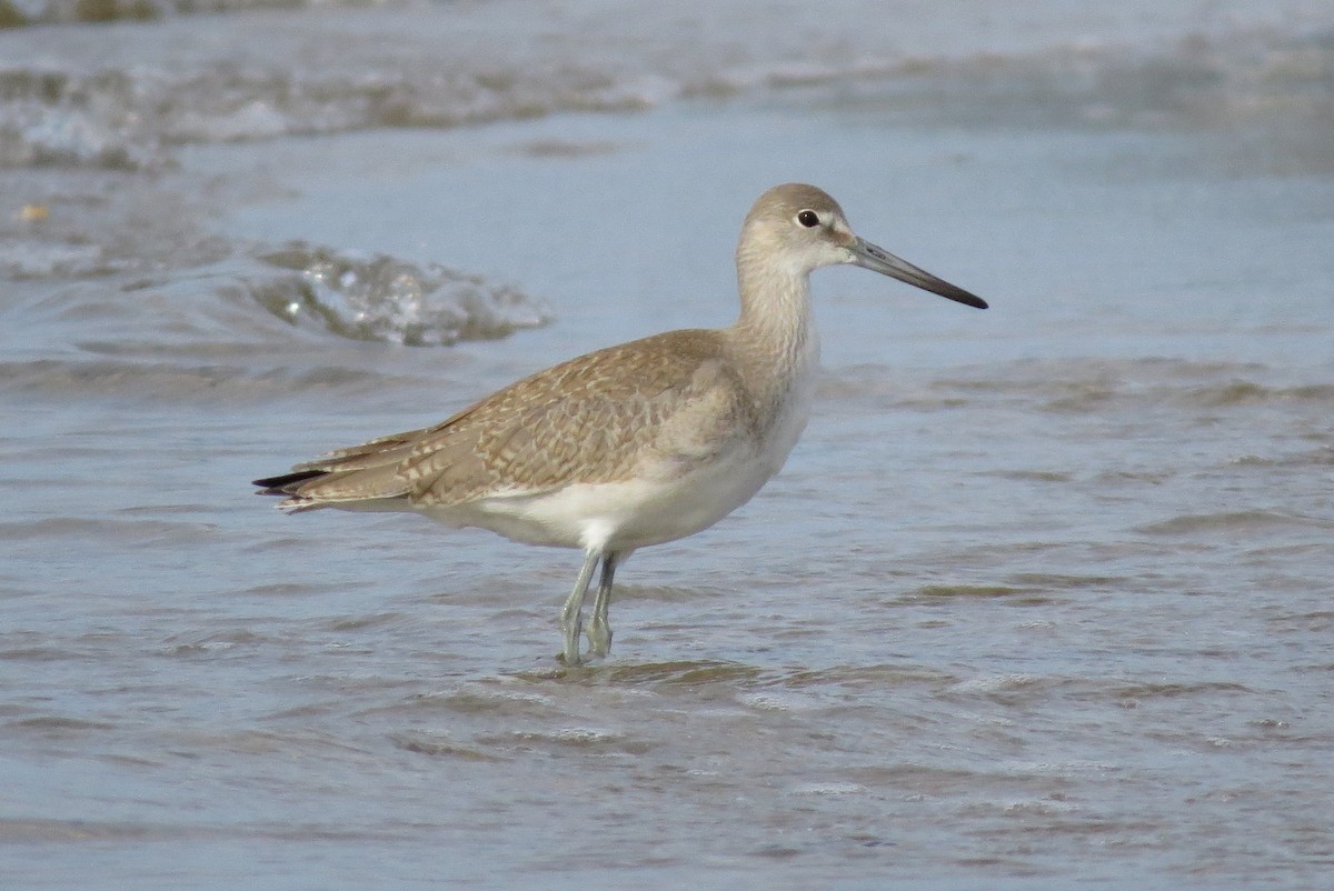 Willet (Western) - ML34103861