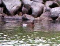 Garganey - Hendrik Herlyn