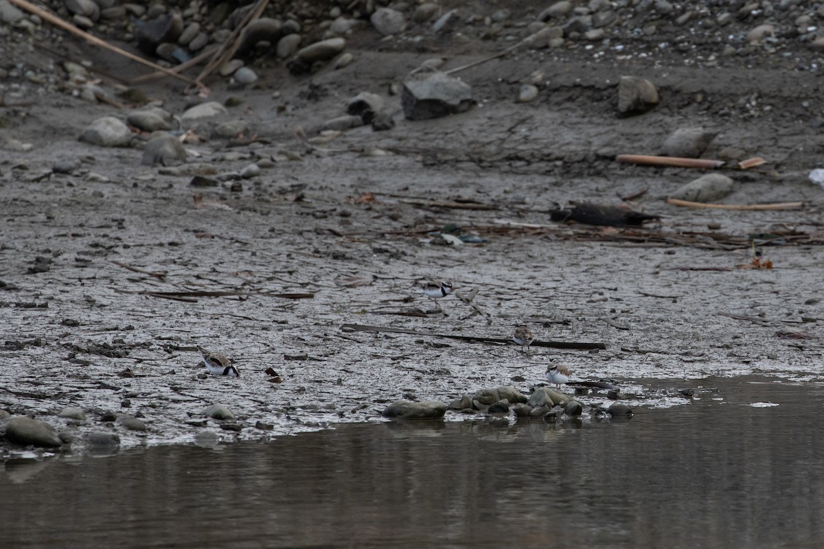 Black-fronted Dotterel - ML341039291