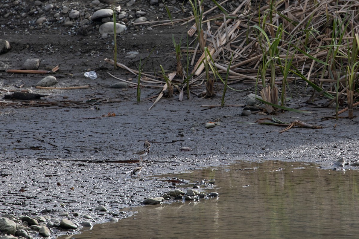 Black-fronted Dotterel - Dan Burgin