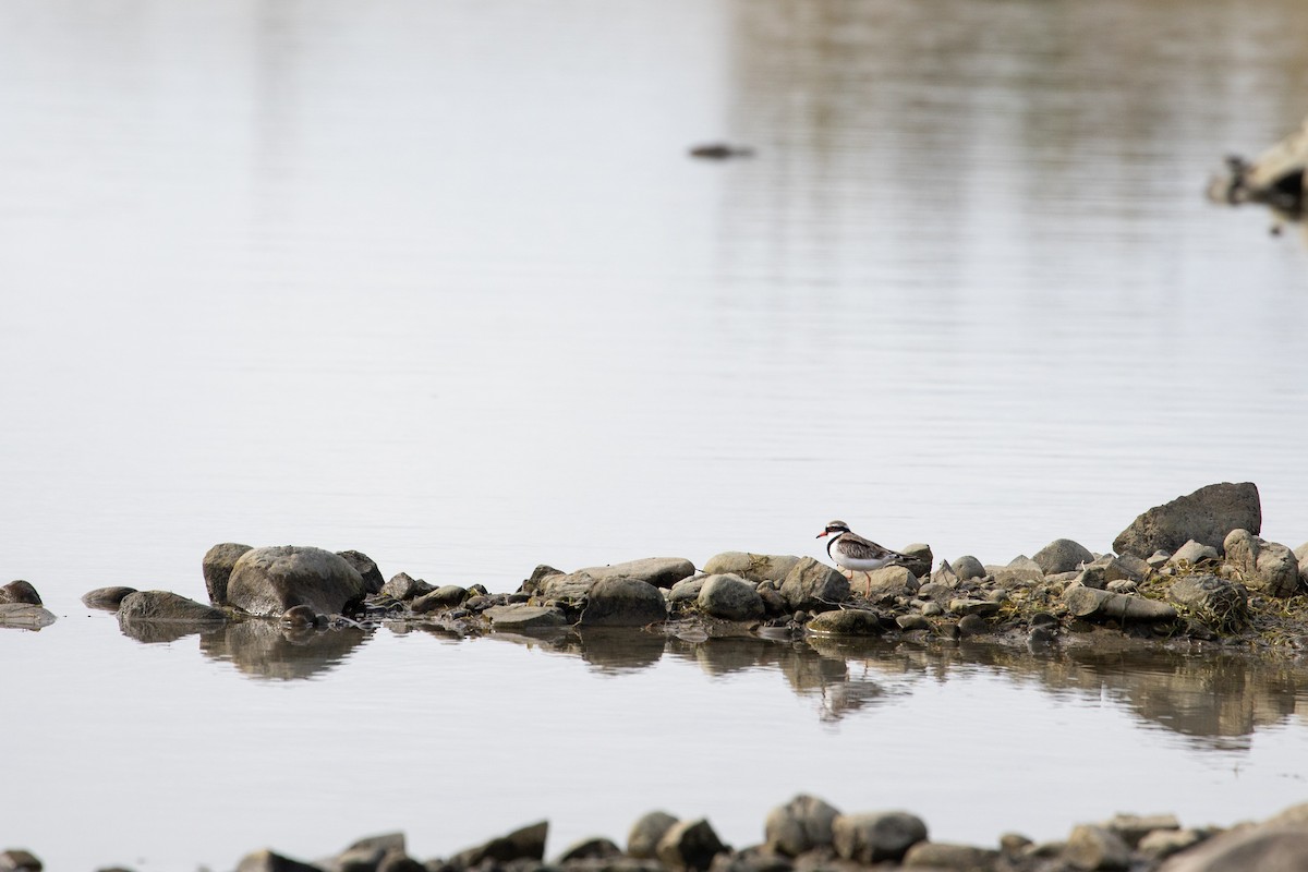 Black-fronted Dotterel - ML341039381