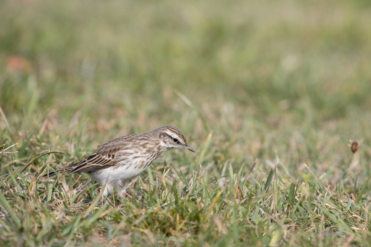 New Zealand Pipit - ML341039431